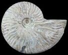 Silver Iridescent Ammonite - Madagascar #51510-1